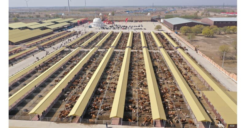 Hinggan League's 'Cattle and Rice' Strategy Drives Green Development and Income Growth