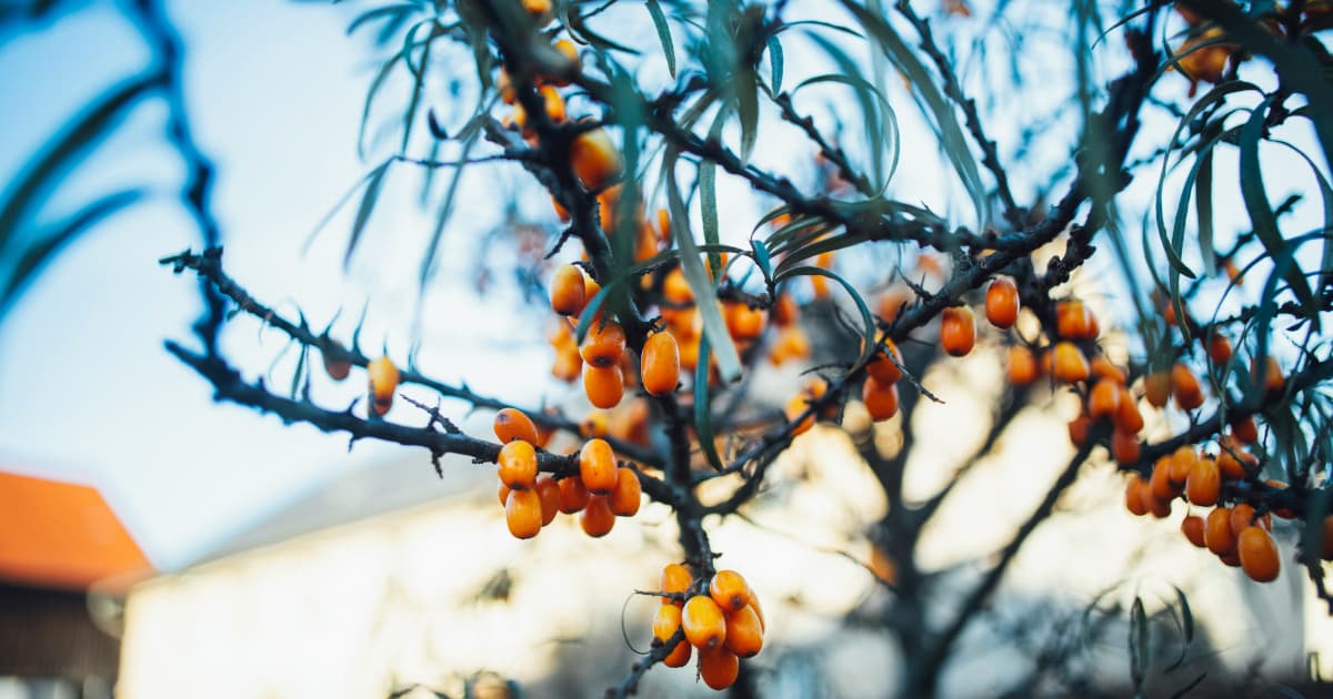 Simple Habits to Strengthen Your Immune System During Cold and Flu Season