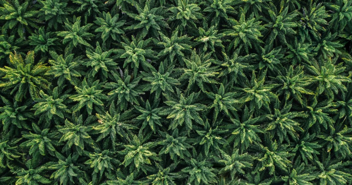 Kentucky Officials Urge Lawmakers to Expand Medical Marijuana Program Conditions