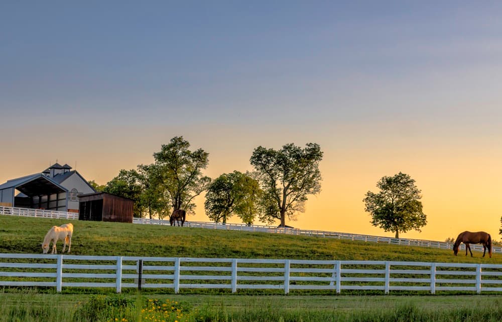 Navigating Ocala's Horse Farm Market: What Buyers Need to Know Before Buying Equestrian Property