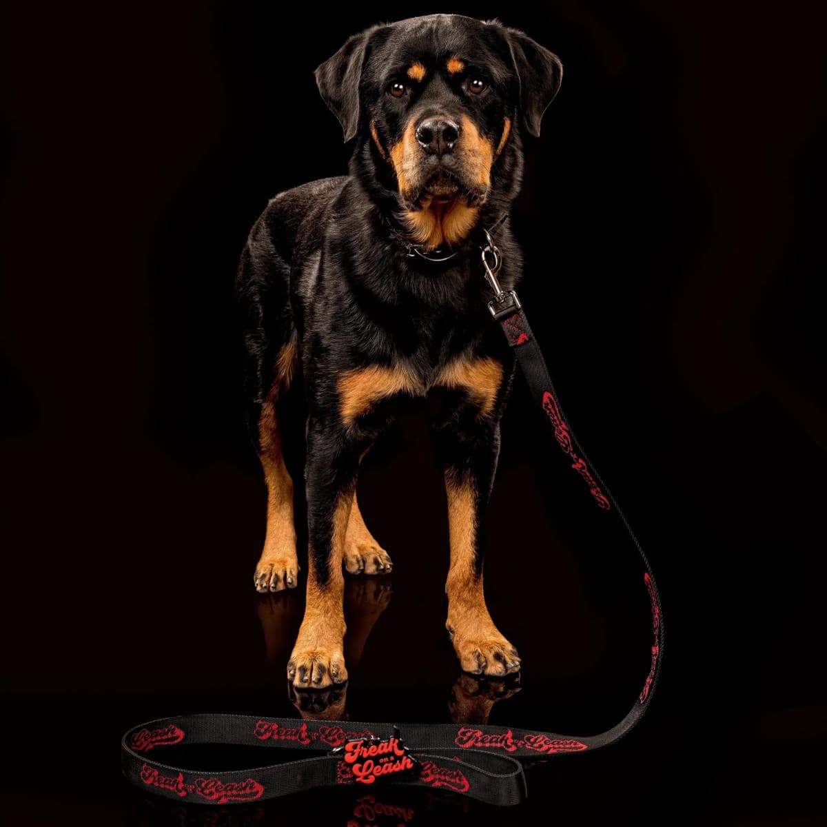 Freak On a Leash Elevates Spiked Dog Collars to Everyday Accessories with Full-Grain Leather and Reinforced Hardware