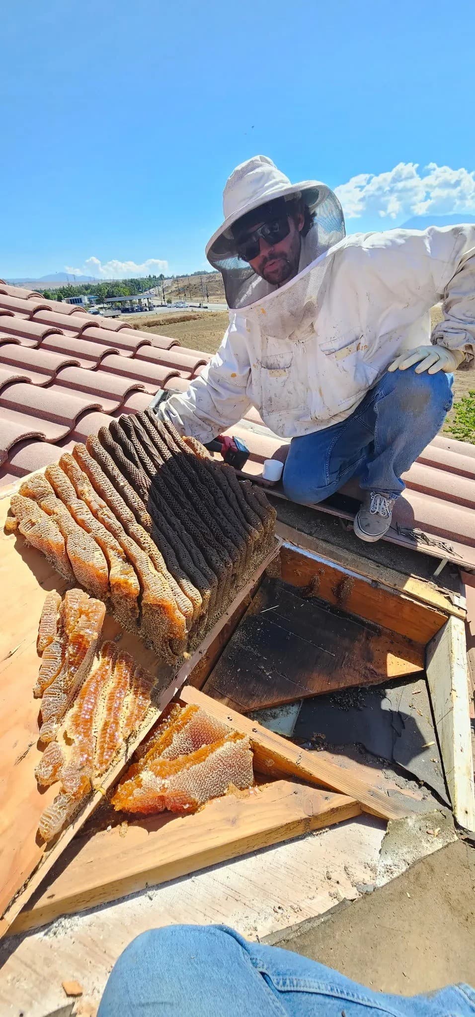 Comb-Left-Behind Problem Drives Shift to Live Bee Extraction