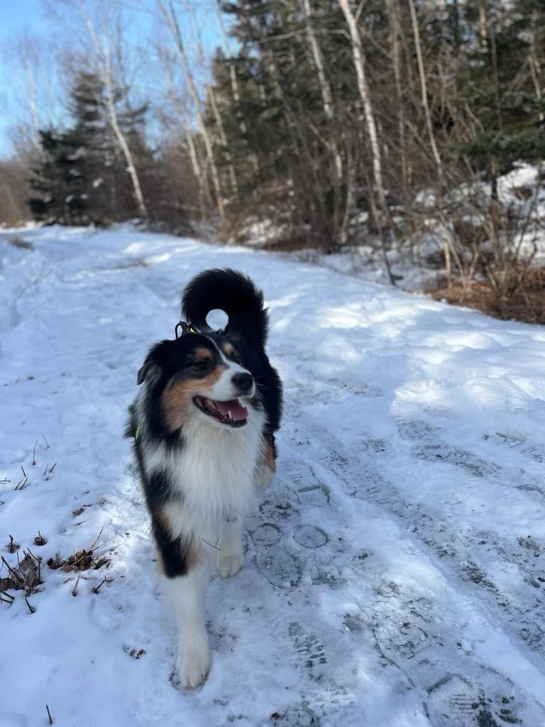 Canada's Canine Heroes: Brave Dogs Inducted into 2026 Purina Animal Hall of Fame
